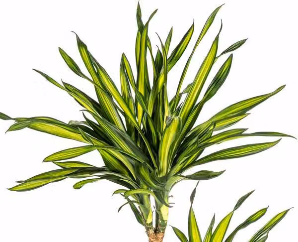 Dracaena deremensis "Rikki" - Albero del drago - 130-150cm - 24cm - Pianta da