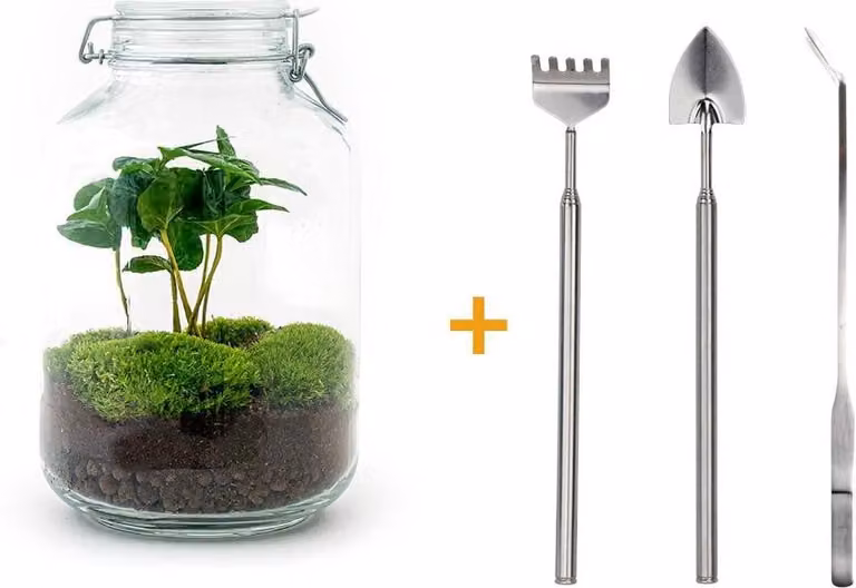 Terrario fai da te - Vaso - Coffea Arabica - ↕ 28 Cm
