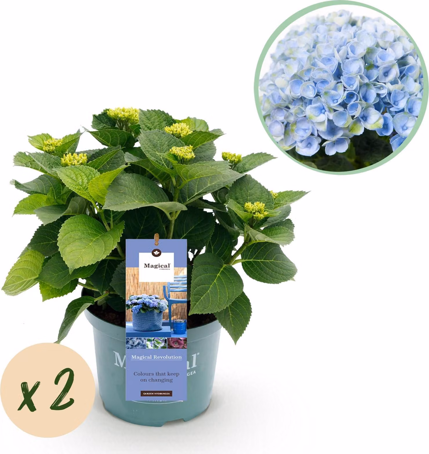 Hydrangea macrophylla Magical Revolution Blue - Ortensia da giardino blu - 2
