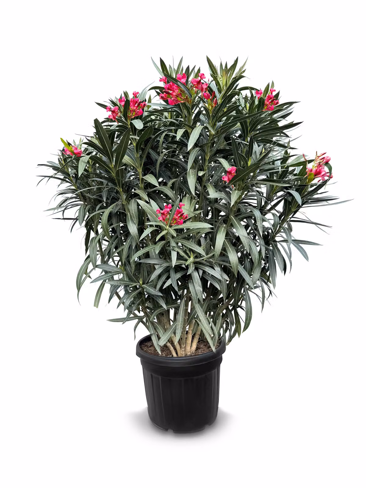 Sunny Tree - Pianta - Oleandro - Nerium Oleander - Altezza 140-160 cm - Colore rosso - Pianta da esterno
