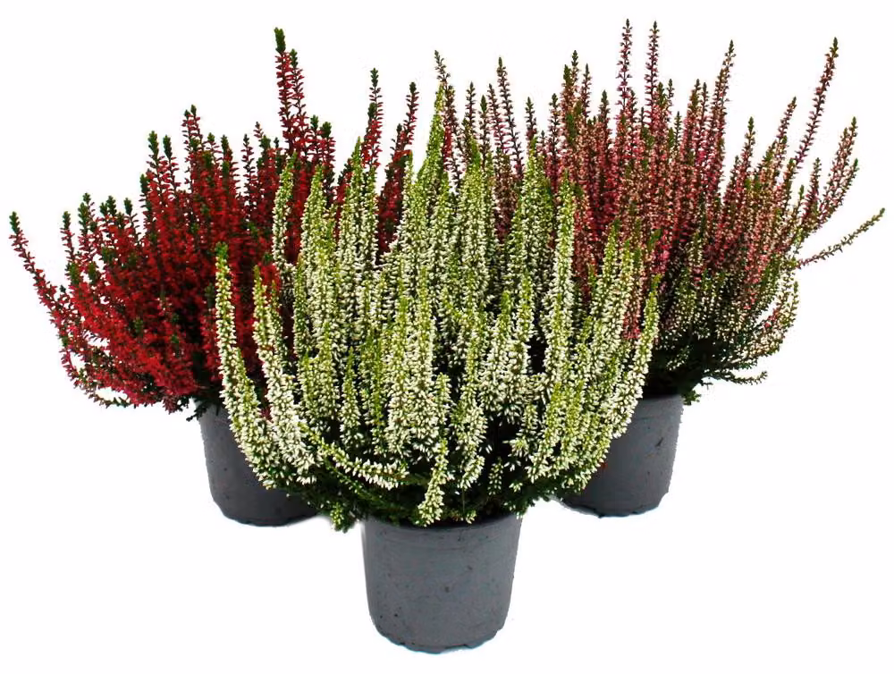 Calluna vulgaris Set di 3 piante Erica comune Erica resistente Vaso da 11 cm Miscela di colori 3 colori diversi