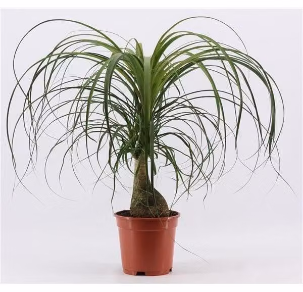 Piede di elefante 40-50 cm Beaucarnea recurvata Albero bottiglia Palma acquatica