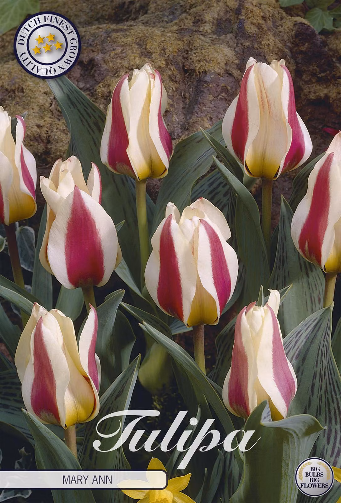 Tulipano Mary Ann (7 bulbi) | Bulbi di tulipano di Sam van Schooten