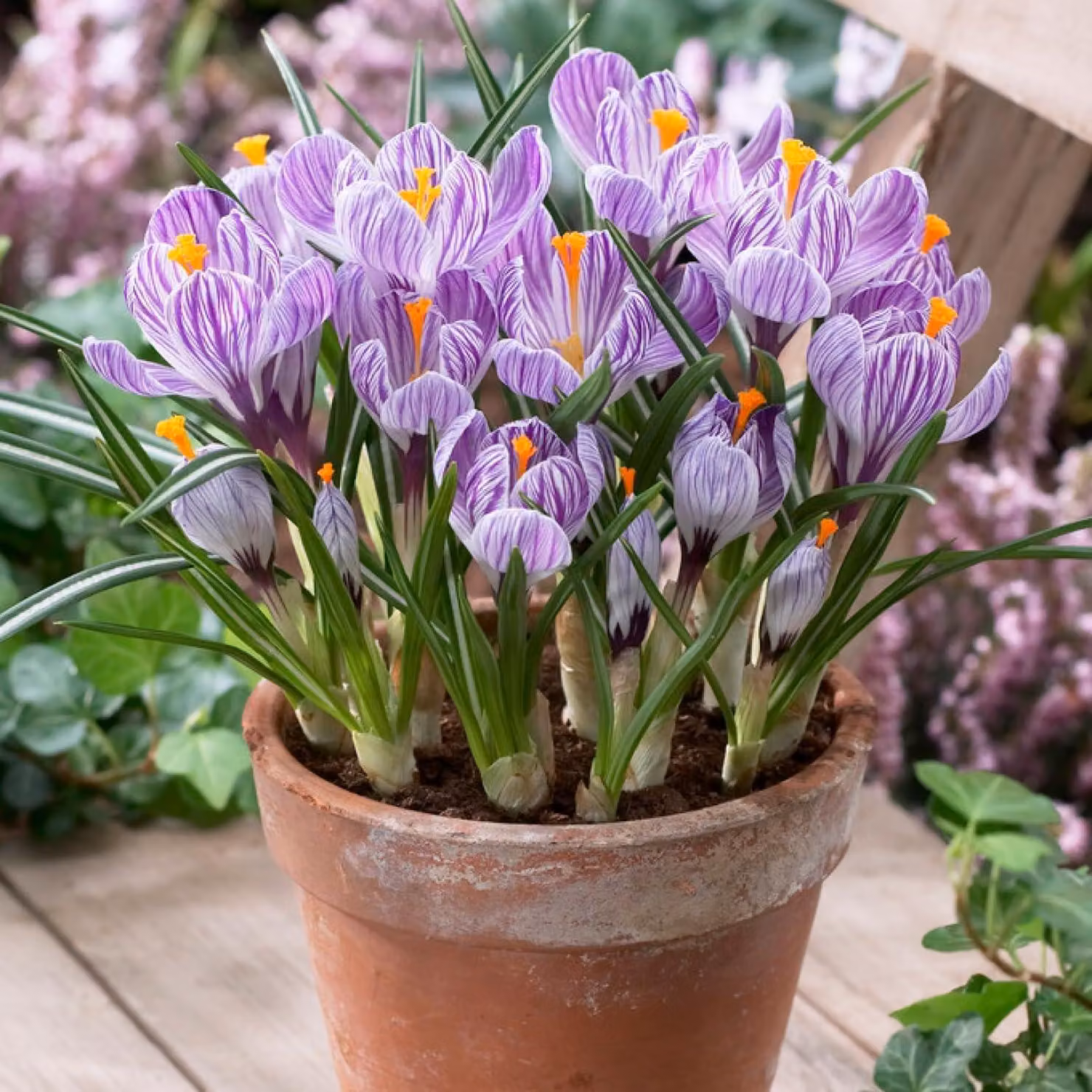 Bulbi di croco botanici, resistenti al freddo, perenni - Pickwick - 50 esclusivi bulbi da fiore - Piante vere provenienti dall'Olanda - ideali per giardino, balcone e vasi (non semi, non artificiali)