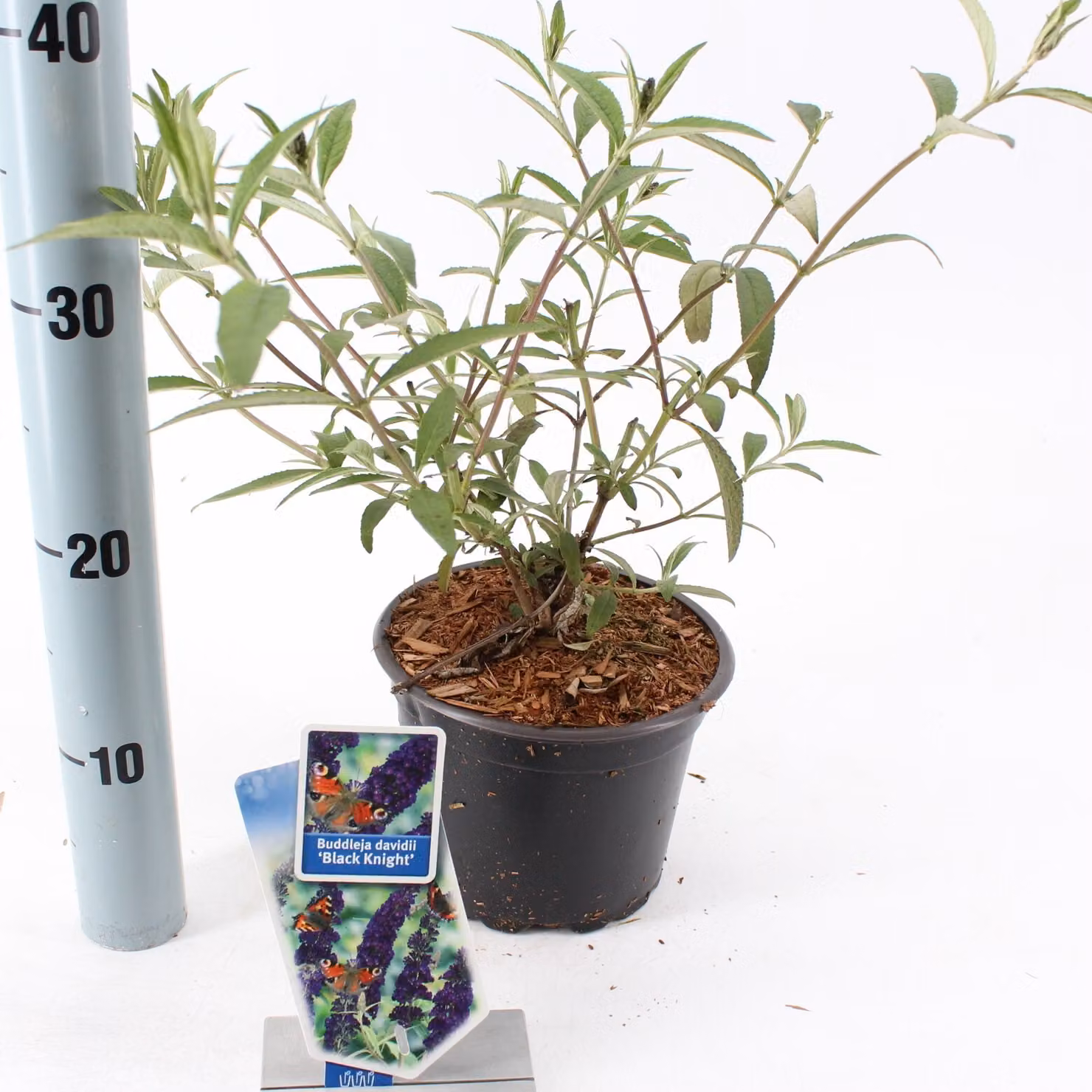 Lillà delle farfalle Cavaliere nero C2 40-80 cm - Buddleja davidii - Lillà estivo - Lancia delle farfalle