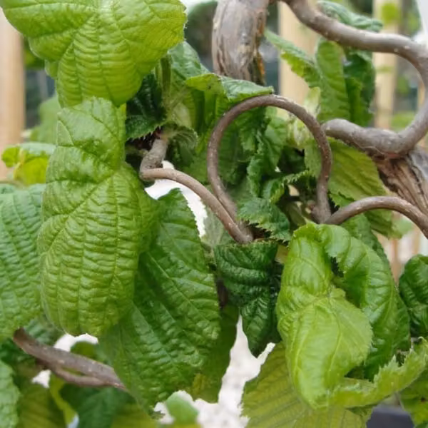 Nocciolo nano - Corylus avellana 'Contorta' | 40-60 cm in vaso