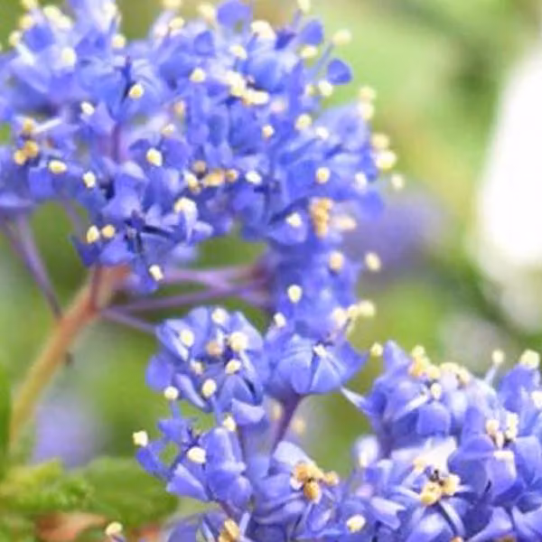 2 piante di Ceanothus 'Blue Diamond' (Säckelblume), alte 30-40 cm, in vaso