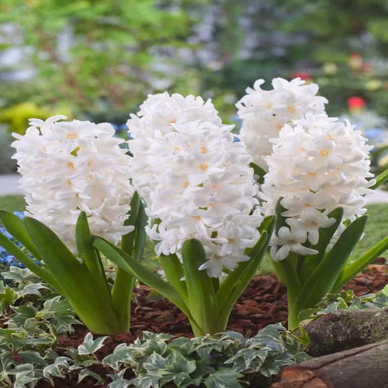 Bulbi di fiori di giacinto Bulbi di fiori di giacinto bianco ideale 3 pz.