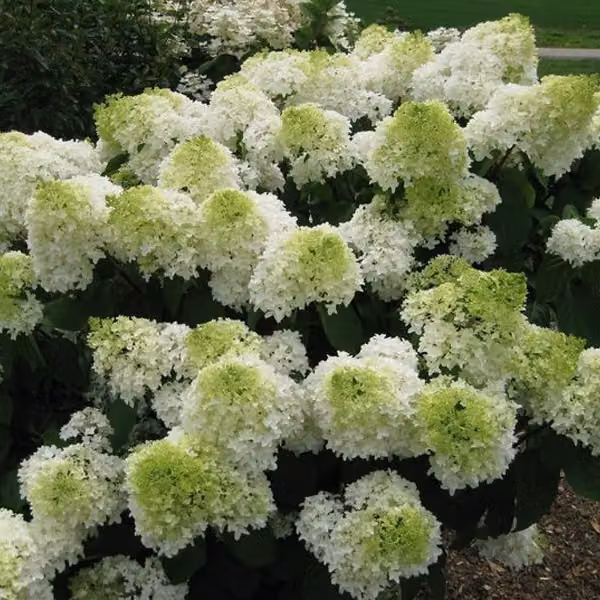 2 ortensie - Hydrangea paniculata 'Polar Bear', altezza 40-50 cm, in vaso