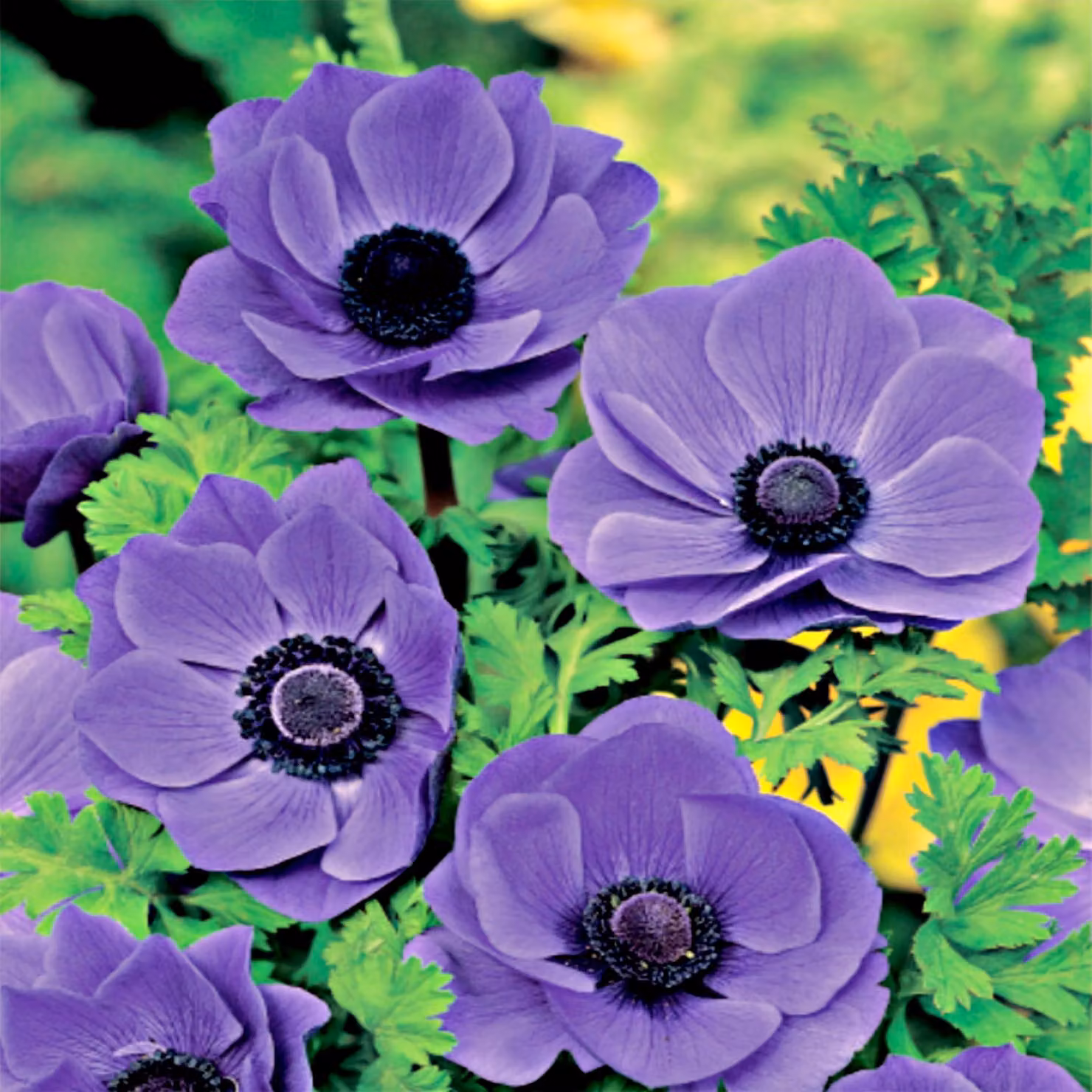 Anemone Singolo Mr. Fokker 10 pz Bulbi di anemone