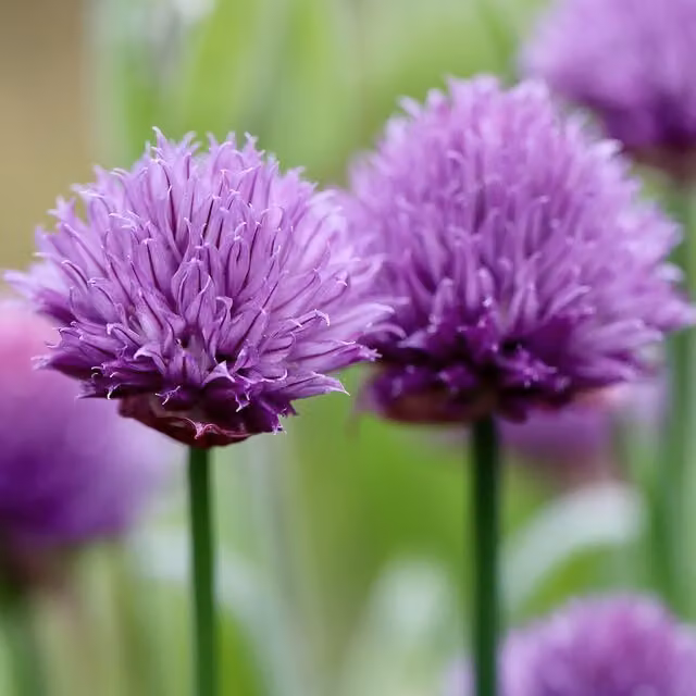 6 piante di *Allium schoenoprasum* 'Album', in vaso da 9x9 cm