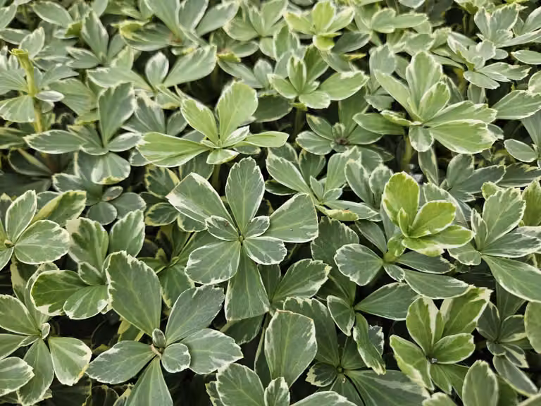 Pachysandra terminalis 'Variegata' - Ø10-25cm - Ø9cm - 6 piante - Coprisuolo