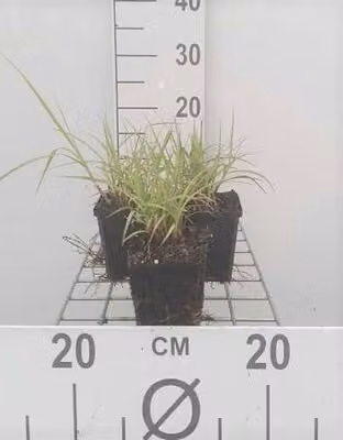 6 x Pennisetum orientale - Erba piuma - Vaso 9 x 9 cm