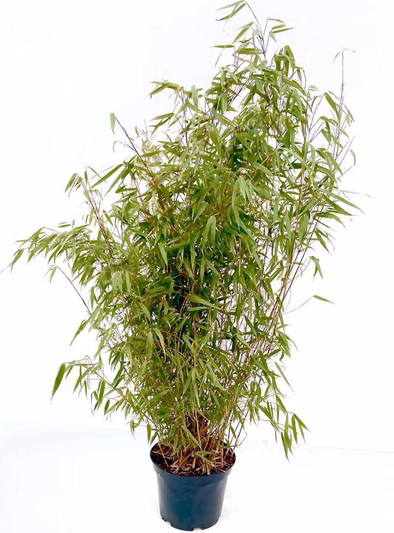 Bambù Fargesia rufa, vaso da 7,5 litri, altezza 80–100 cm