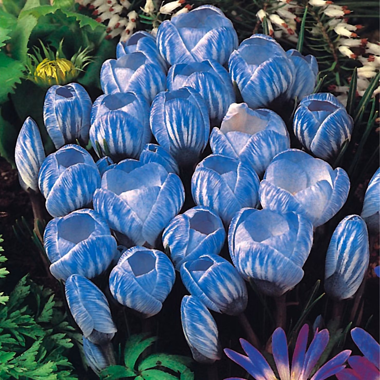 Bulbi da fiore Bulbi Crocus a fiore grande Crocus Sky Blue 10 pz.