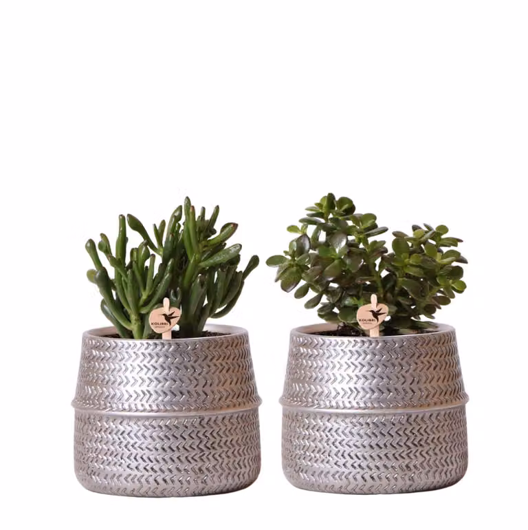 Set di 2 piante grasse Kolibri Greens in vasi decorativi scanalati d'argento - dimensione vaso in Vetroceramica 9cm