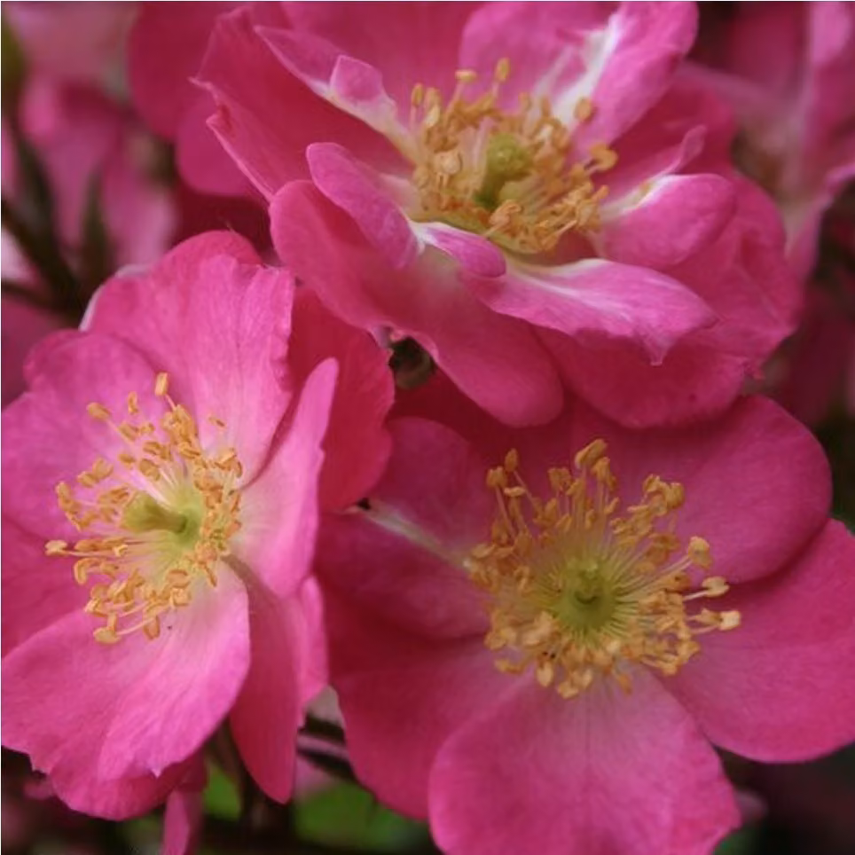 Rosa - Kordes Nektar Rose - Rosa 'Lupo'®