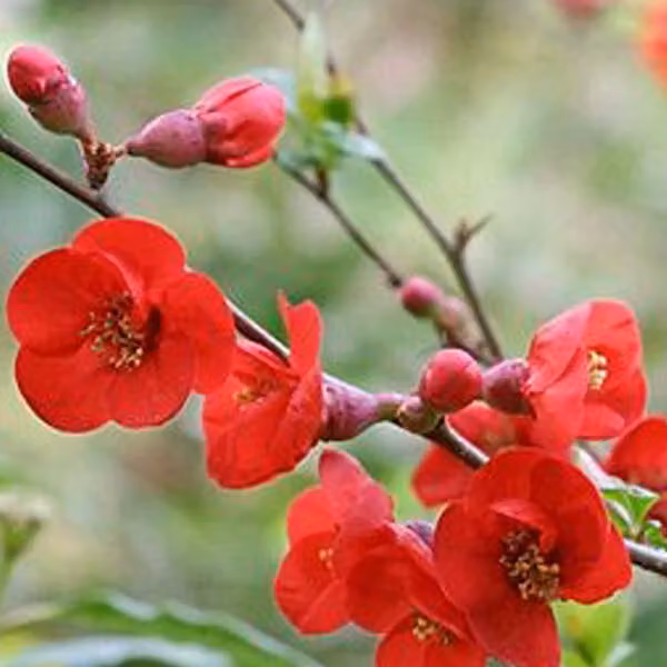2 piante di Chaenomeles superba 'Fire Dance' | Altezza: 30-40 cm, in vaso