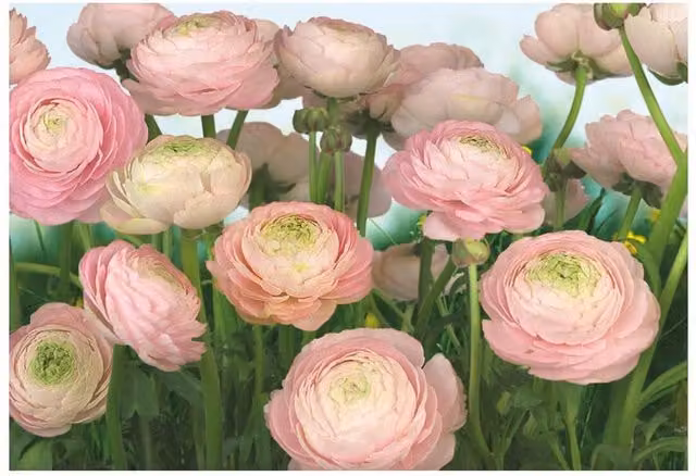 Fotomurale KOMAR Gentle rosa con motivo floreale primaverile, Multicolore, L: 368 cm x H: 254 cm