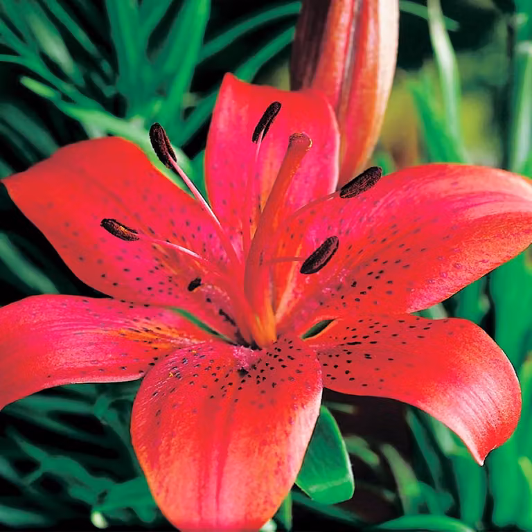 Gigli Bulbi Fiori Giglio asiatico Prunotto 1 pz.
