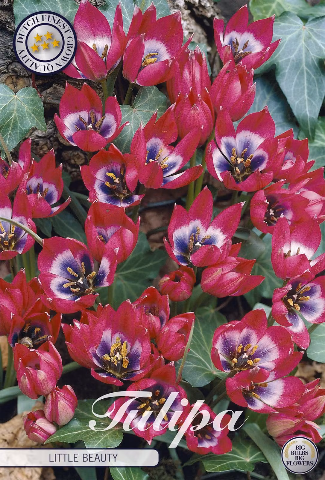 Tulipano Little Beauty (10 pezzi) | Bulbi di tulipano di Sam van Schooten