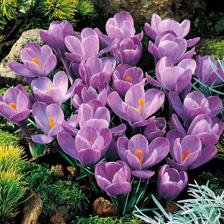 Bulbi da fiore Bulbi Crocus a fiore grande Crocus Grand Maitre 10 pz.