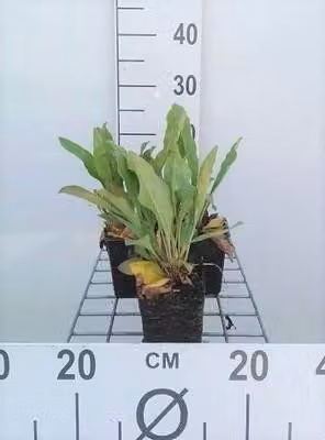 6 x Limonium latifolium - Limonium - Vaso 9 x 9 cm