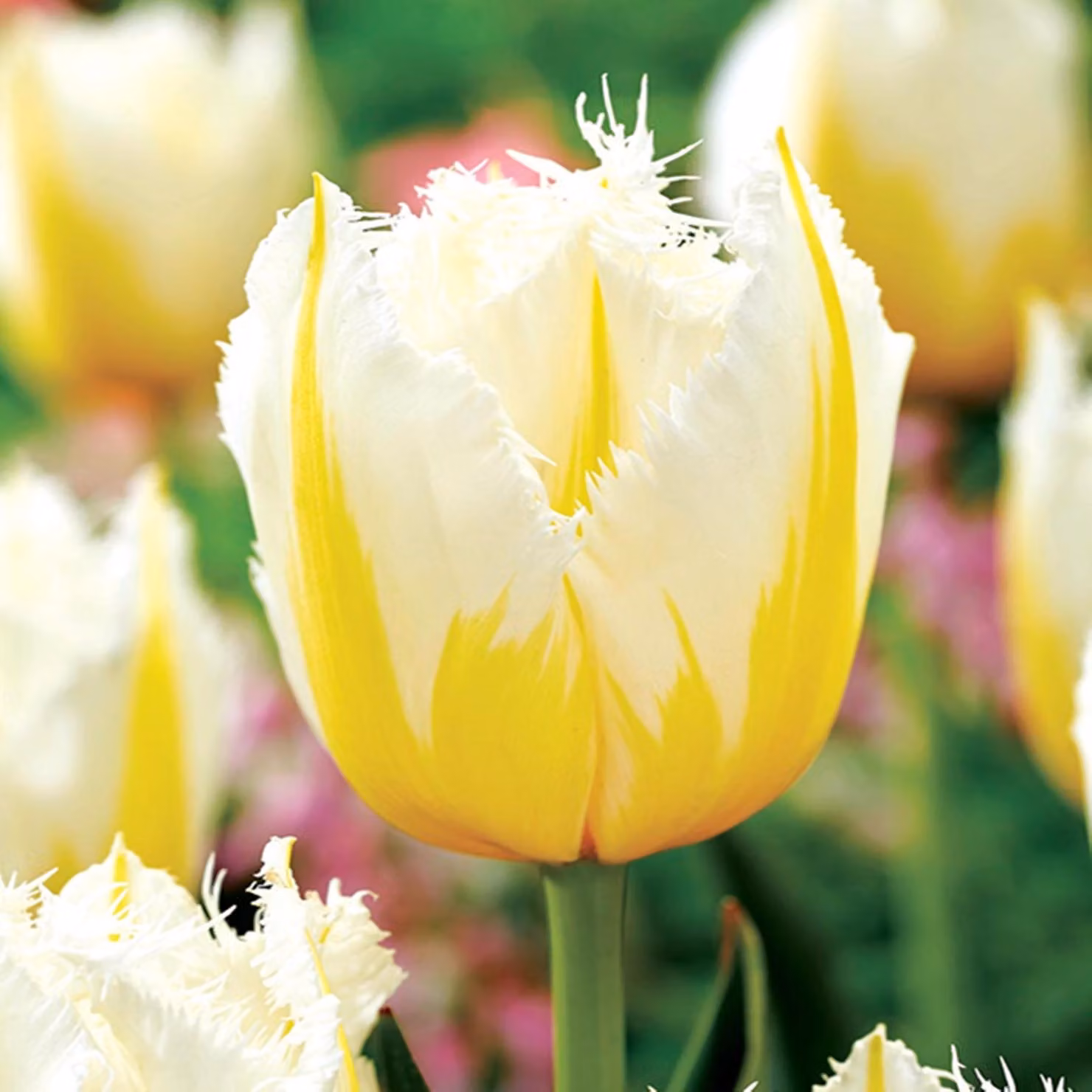 Tulipani Bulbi Fiori Tulipano frangiato Lemon Beauty 5 pz.