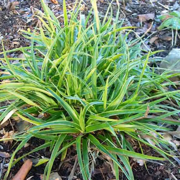 6 piante di *Luzula sylvatica* 'Marginata' (Marbel), in vaso da 9x9 cm