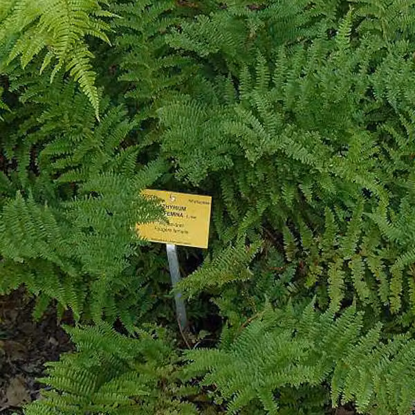 6 piante di felce femminile (Athyrium filix-femina) | Vaso da 9x9 cm