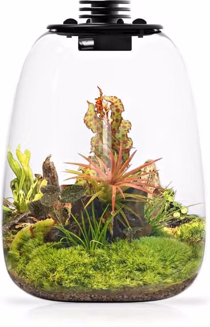 Bioloark Terrario a bolla in vetro trasparente con sistema di aerazione e illuminazione LED L: 21,7 cm, P: 21,7 cm, H: 26 cm