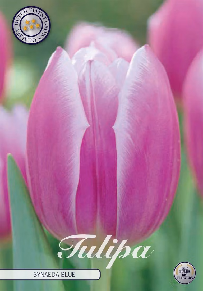 Tulipano Synade Blue (7 pezzi) | Bulbi di tulipano di Sam van Schooten