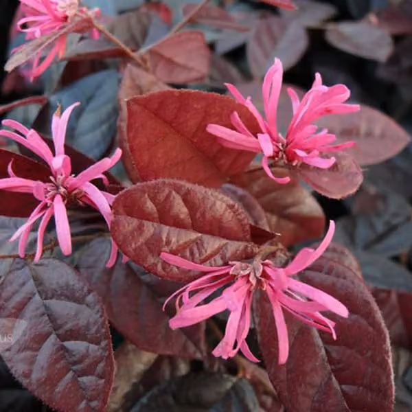 Loropetalum chinensis 'Fire Dance' | 20-25 cm in vaso