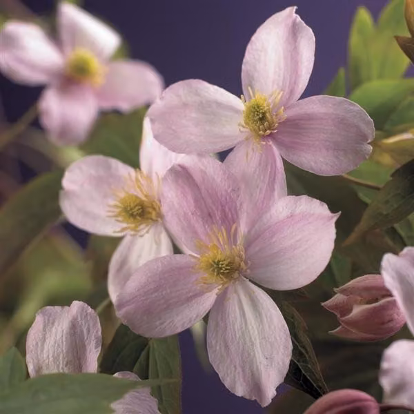 Clematis montana 'Mayleen' Clematide di montagna – pianta rampicante a crescita rapida, fiori rosa, 30-50 cm