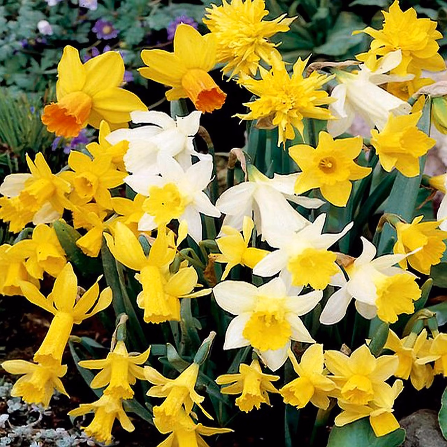Bulbi di giunchiglia Bulbi di fiori profumati Mix di giunchiglie 10 pz.