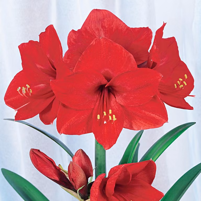 Hippeastrum Fiore Bulbo Fiori Cavaliere Stella Amaryllis Leone Rosso 1 pz.