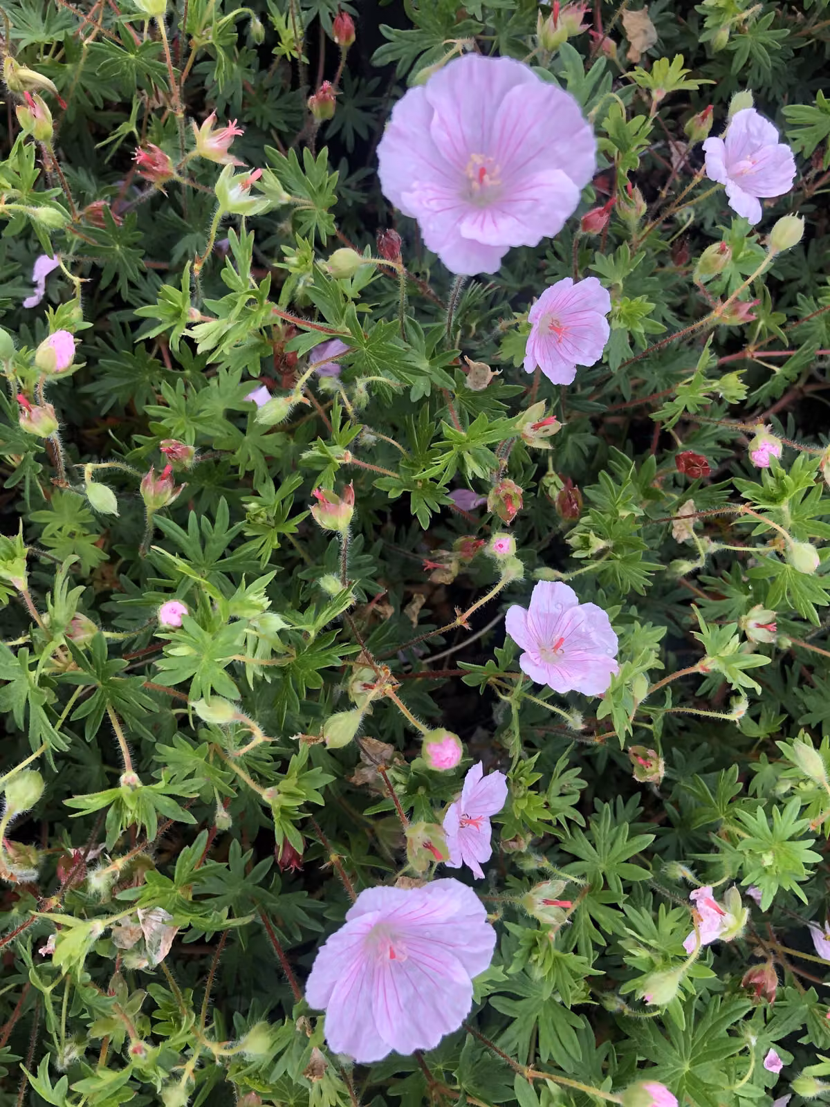 6 xGeranium Sanguineum Striatum - Cranesbill - vaso 9 x 9 cm