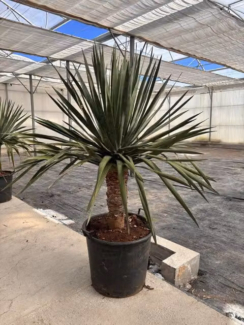 DRACAENA DRACO VASO 60 H.TR.50/60
