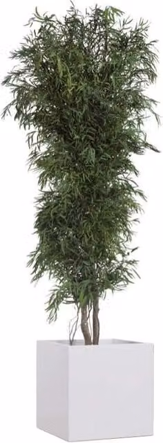Albero Nicoly stabilizzato h 130