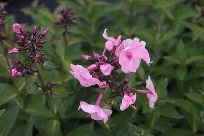 6 x Phlox (p) 'Herbstwalzer' - Fiore di fiamma - vaso 9 x 9 cm