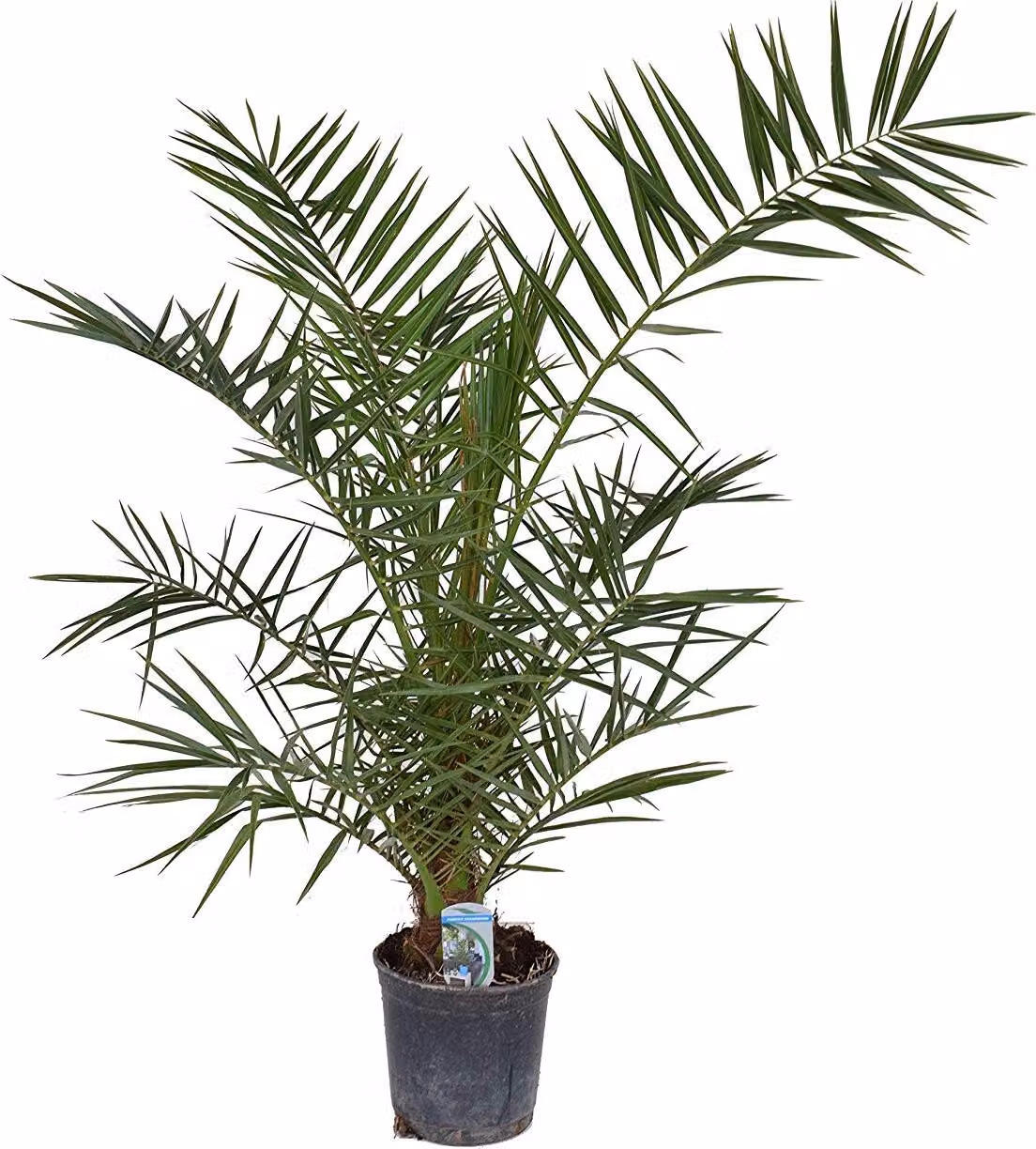 offerta palma 140-170 cm Phoenix canariensis, palma da dattero delle Canarie palme vigorose no piante giovani
