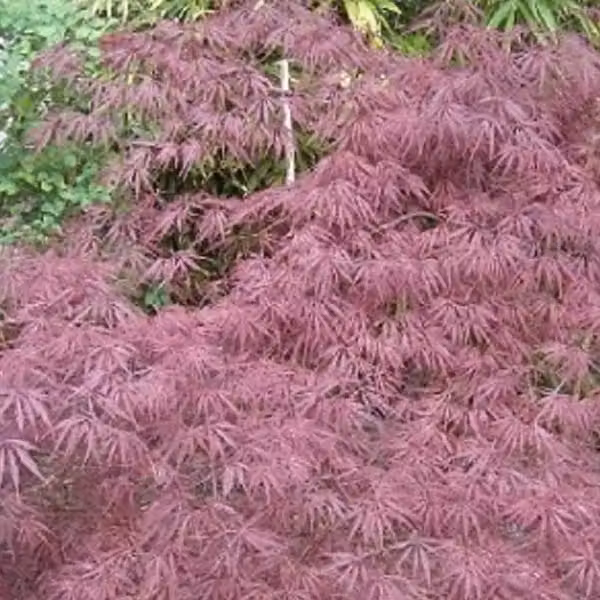 Acero giapponese pendulo - Acer palmatum 'Inaba-Shidare' | 40-50 cm in vaso