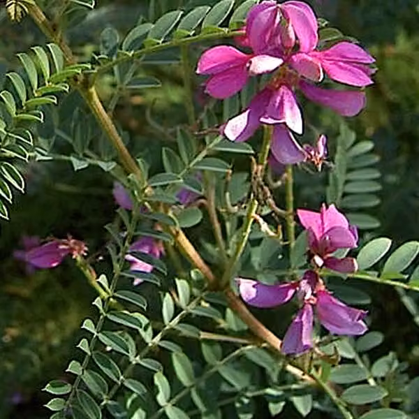 2 piante di Indigofera heterantha 'Gerardiana' | Altezza: 40-60 cm, fornite in vaso