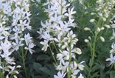6 x Dictamnus alb. 'Albiflorus' - Cespuglio ardente - vaso 9 x 9 cm