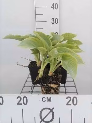 6 x Hosta sieb. 'Frances Williams' - vaso 9 x 9 cm