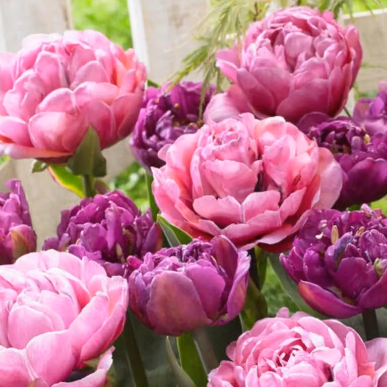 Bulbi di tulipano resistenti al freddo, perenni - "Purple Explosion" - 20 bulbi - Piante vere provenienti dall'Olanda - Tulipani per giardino, vasi e balcone (bulbi grandi, senza semi, non artificiali)
