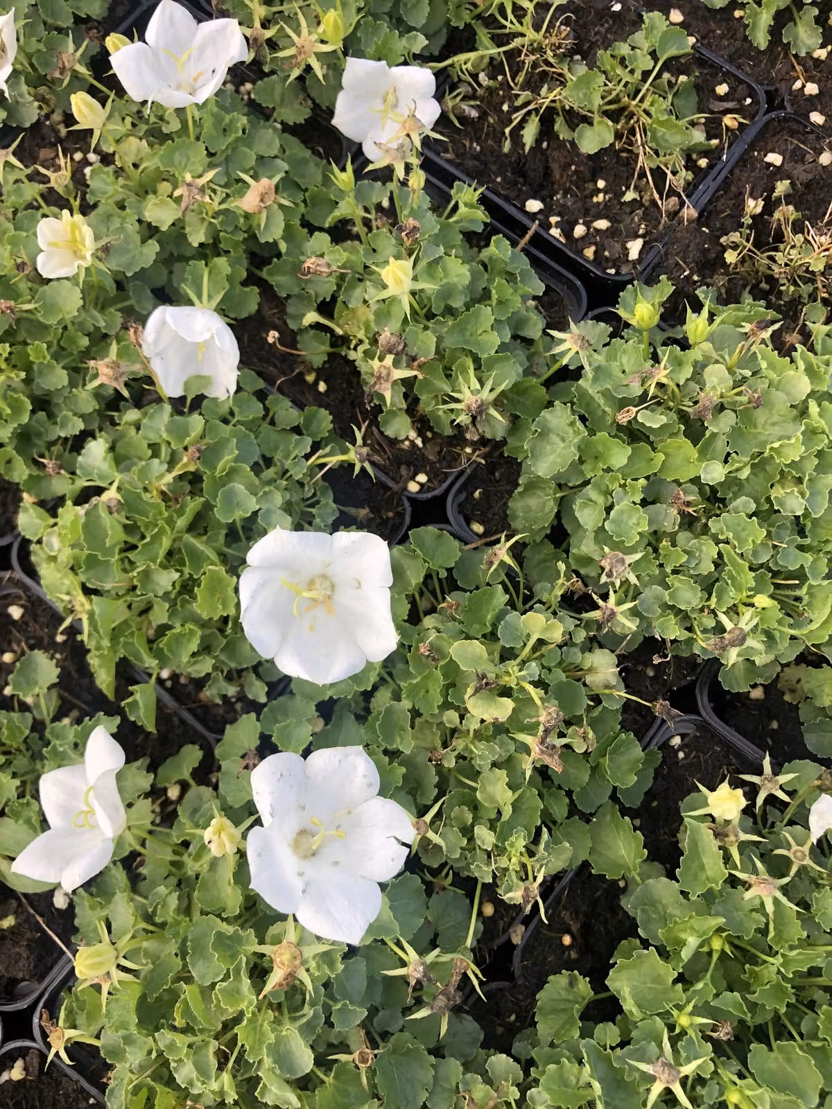 6 xCampanula Carpatica 'White Clips' - campanula carpatica in vaso 9x9 cm