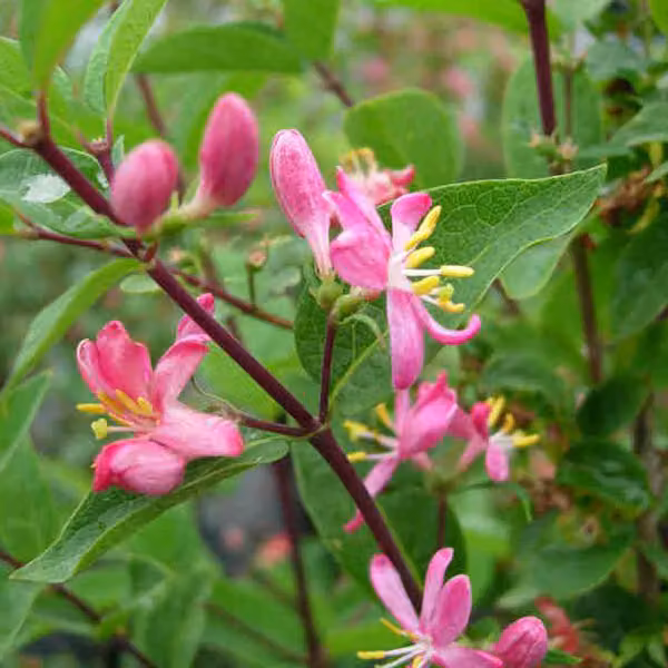 2 piante di *Lonicera tatarica* 'Hack's Red' (biancospino), alte 40-60 cm, in vaso