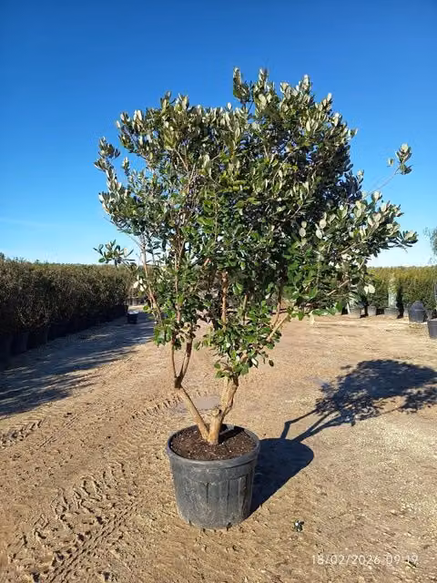 ACCA SELLOWIANA (Feijoa) MULTITRONCO 70 1/4 FUSTO