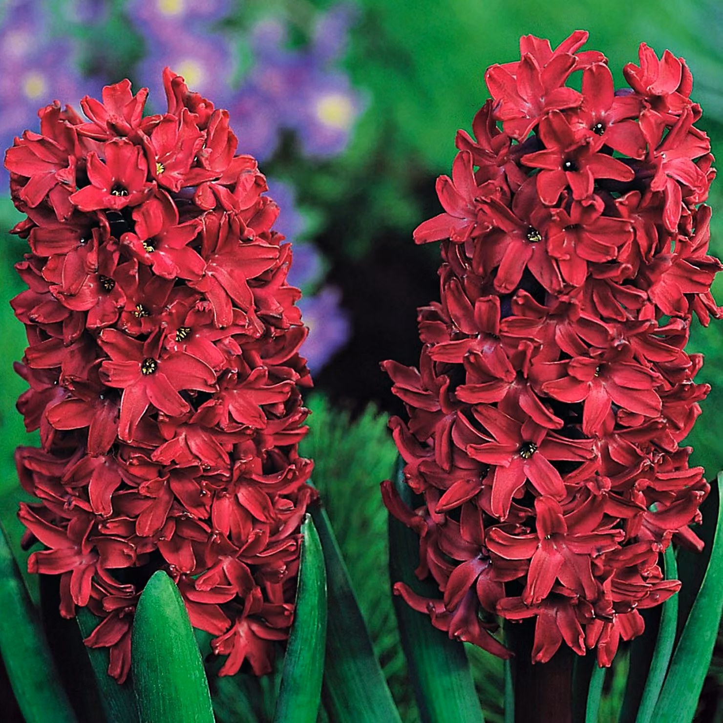 Bulbi di giacinto Bulbi di fiori Hyacinthus Woodstock 5 pz.